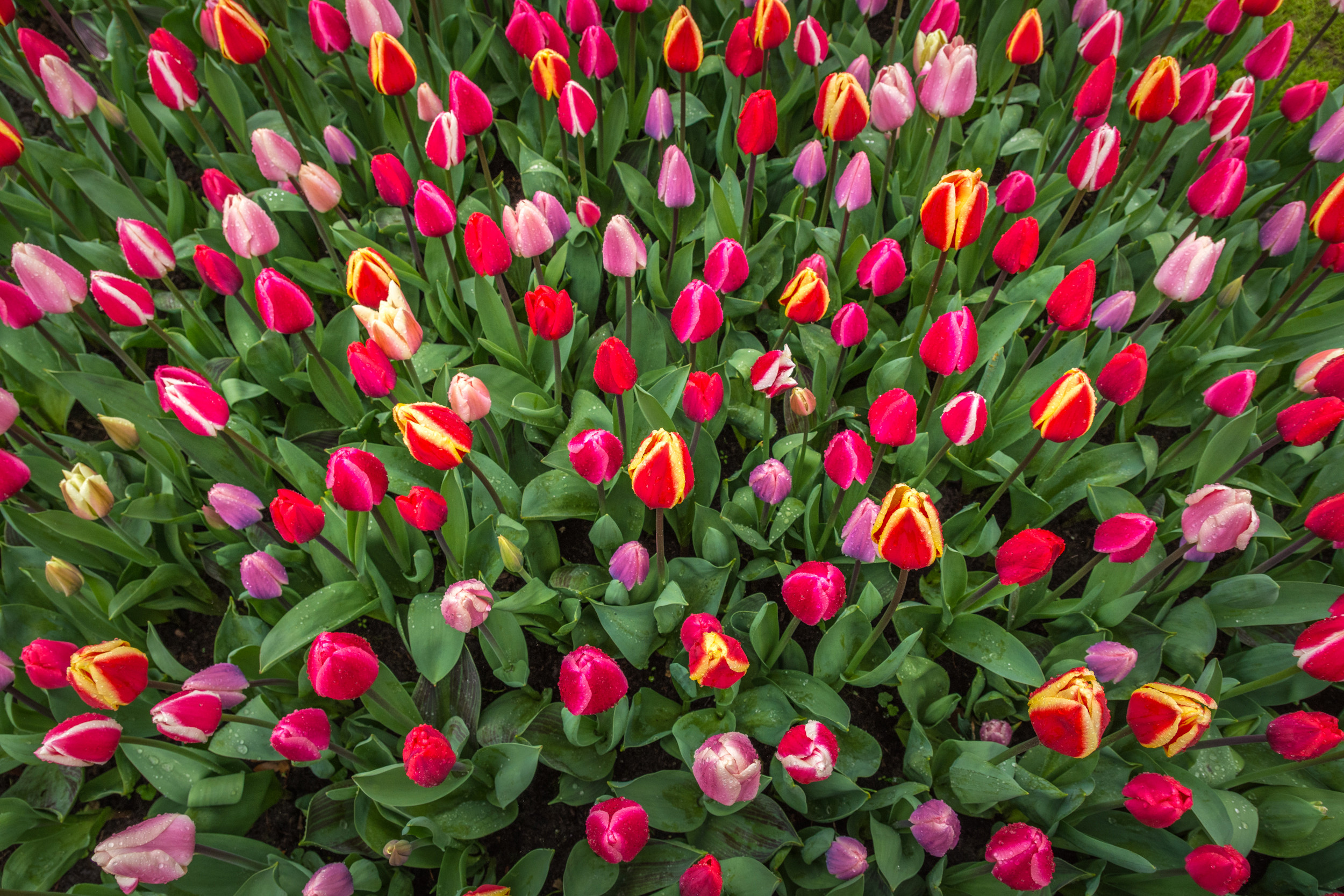 В херсонском ботаническом саду ожидают массового цветения тюльпанов
